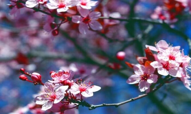 21 Mart Baharın Başlangıcı: Her Bahar Bir Çiçekle Başlar