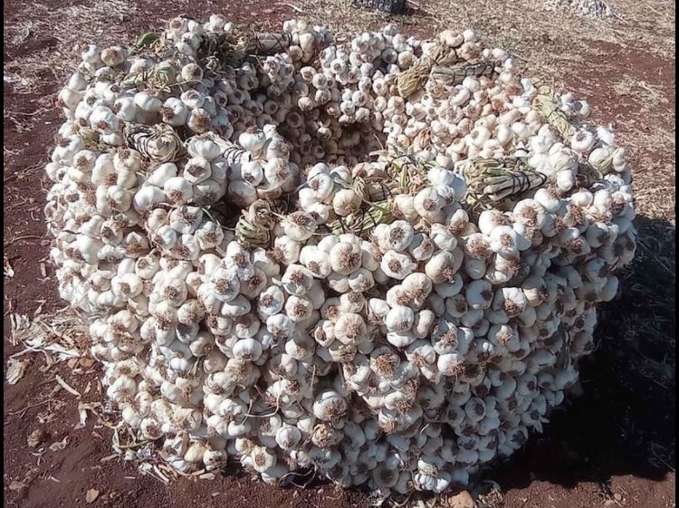 Kastamonu Taşköprü Sarımsağının faydaları nelerdir