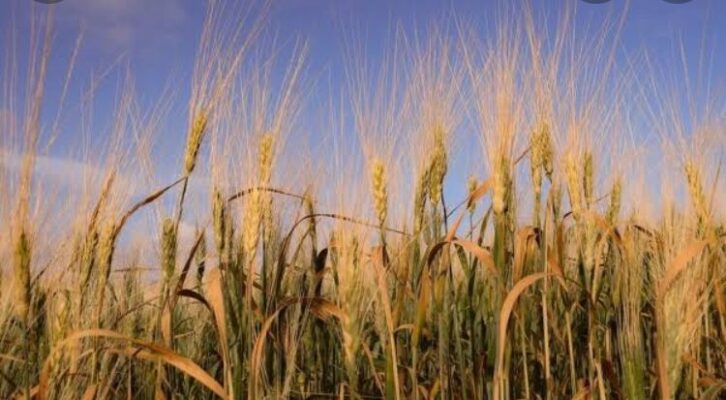 Kastamonu Siyez (Bulguru) Buğdayı  Faydaları Nelerdir? (Hangi ilçelerde ve Nasıl Yetişir?)
