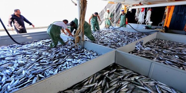 Karadeniz’de Bereket! Kastamonu’da Hamsi fiyatları düştü… (Balık fiyatları 2021)