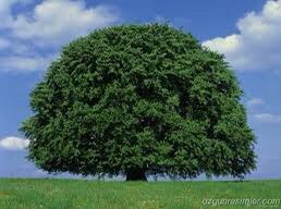 Hangi Ağaçsınız ve Hangi Ağaç Burcundansınız? (Ağaçların Özellikleri Nelerdir?)