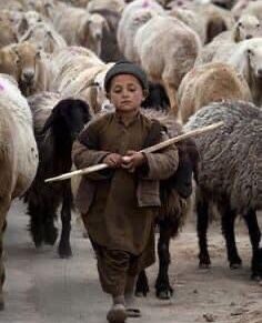 10 Bin Lira Maaşla Çoban Aranıyor