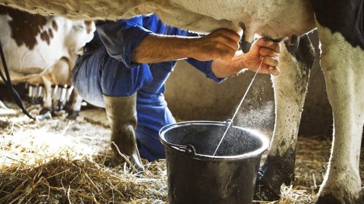 Süt Üretici Ne Kadar Kazanıyor?