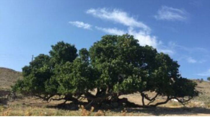 “Dut ağacının altında meşveret: Kastamonu Tosya’da iftar sofrası” (Peki Meşveret Nedir?)