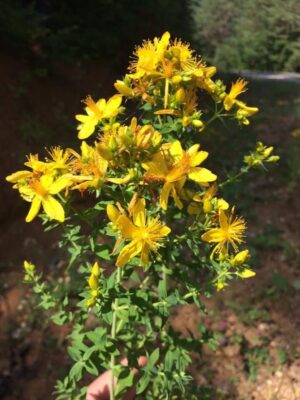 Sarı Kantaron Çiçeğinin Faydaları Nelerdir (Kantaron Yağı Nasıl Yapılır?)