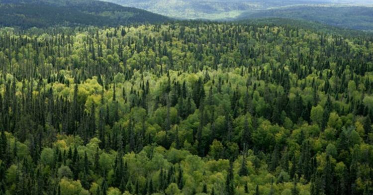 Kastamonu ve 10 ilde bazı alanlar orman sınırları dışına çıkartıldı: