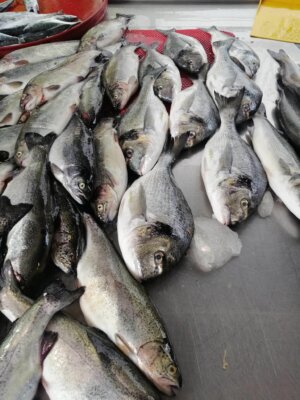 Karadenizde Balık ve Palamut Bolluğu Yaşanıyor (Palamut Ve Diğer Balık Fiyatları Ne Kadar?)