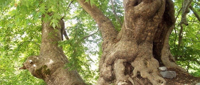 Kastamonu Bozkurt’un 500 Yıllık Çınarları (Çınar ağacının faydaları nelerdir?)