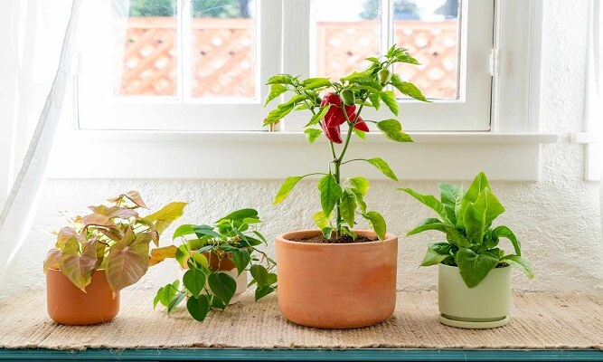 Evde Yetiştirilebilecek Bitkiler Nelerdir? İşte evde yetiştirebileceğiniz bitkiler