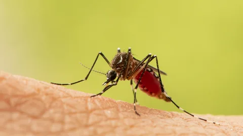 Sivrisineklerden kurtulmak için neler yapılabilir? Sivrisinekler nasıl def edilir?
