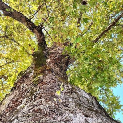 Çınar Ağacı Yaprağının Faydaları Nelerdir? Çınar Yaprağı Nerede Bulunur?