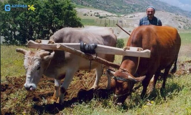 Kastamonu Köylerinde Tarımın Geçmişi: Fiğ, Burçak ve Arpanın Önemi