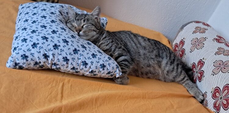 İnsanlar Gibi Hayvanlarda Değişiyor:  Kedi ve Köpek Maması Üreten Markaların Dikkat Çeken İlginç Özelliği