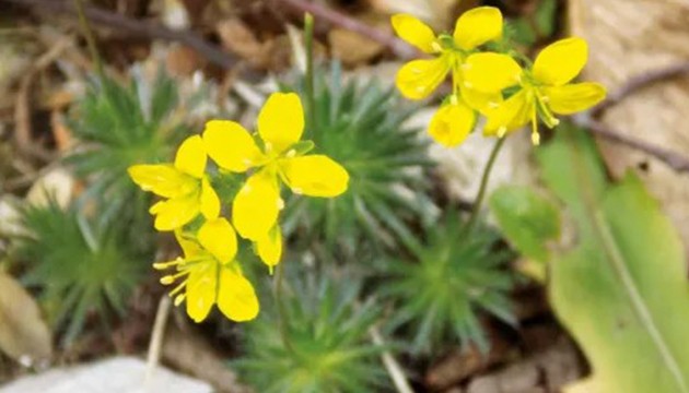 Kastamonu’da Yeni Bir Bitki Keşfedildi: Tüylü Kekreçiçeği Türkiye Florasına Kaydedildi