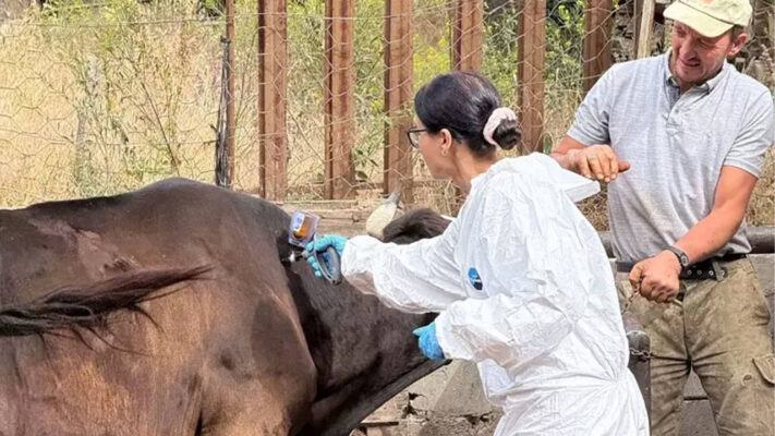 Şap Hastalığına Karşı Kastamonu’da Alarm: Kapatılan Hayvan Pazarları Hakkında Resmi Açıklama