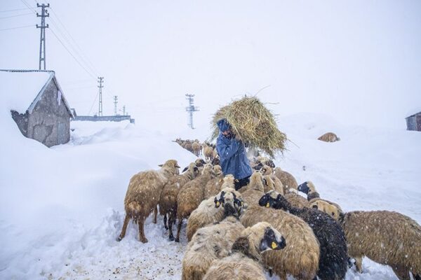 Kırsalda Bereket Büyüyor: Küçükbaşa Tarihi Destekle Üreticiye 150 Bin Yeni Nefes