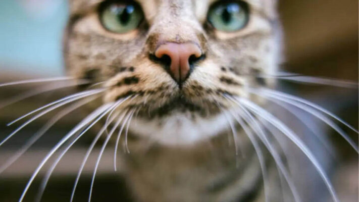 Kedi Tüy Dökmesini Azaltmanın Yolları