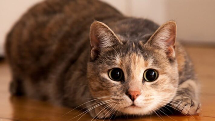 Kedi Tuvalet Eğitimi Lazımlık Nasıl Verilir? Adım Adım