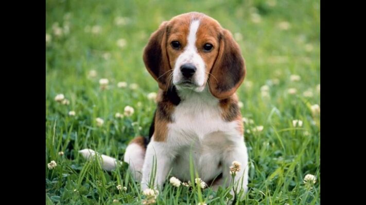 Köpeğim Çok Havlıyor: Nedenleri ve Çözüm Yöntemleri