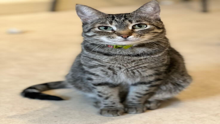 Kedi Kısırlaştırma Rehberi: Doğru Zaman, Güncel Fiyatlar ve Bakım