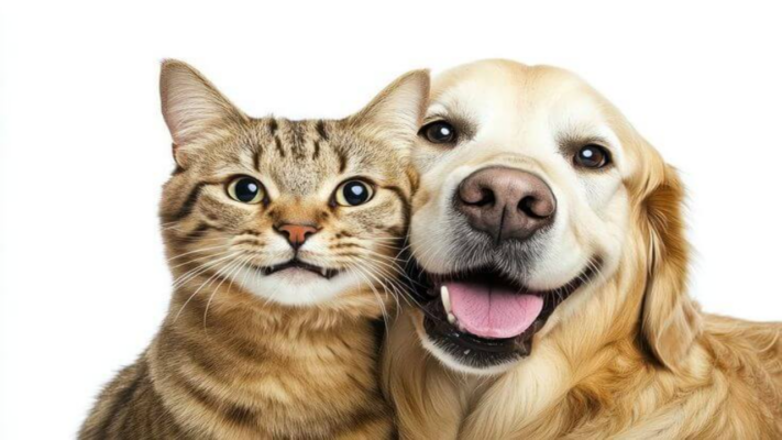Kedi ve Köpek Tüy Dökme Sorunu: Azaltma Yöntemleri