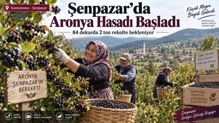 Kastamonu Şenpazar’ın Mor Altını Dalından İniyor: 30 Bin Fidanlık Aronya Bahçelerinde 7 Tonluk Hasat Heyecanı