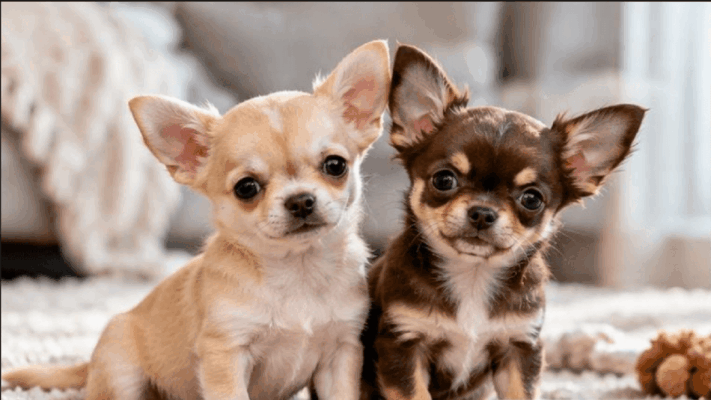Chihuahua Neden Bu Kadar Küçük? Dünyanın En Küçük Köpeği Hakkında Merak Edilenler