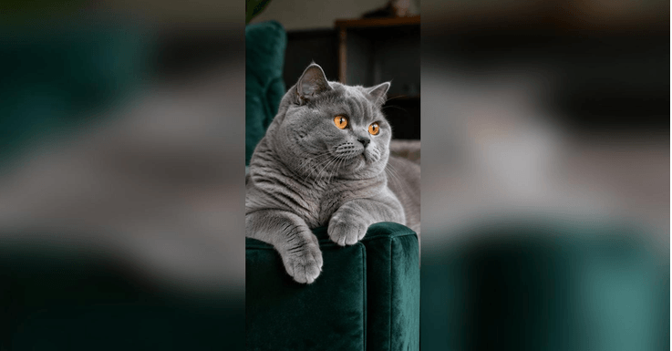 British Shorthair Sahiplenmeden Önce Bilmeniz Gereken 10 Önemli Detay