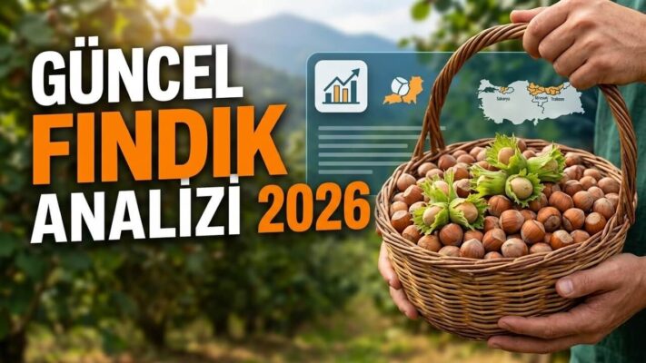 Güncel Fındık Fiyatları 2026: İl İl Serbest Piyasa ve TMO