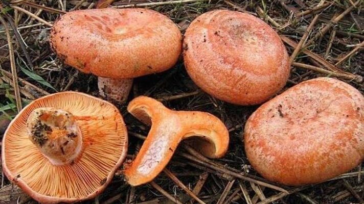Kanlıca Mantarı Nasıl Pişirilir? Kastamonu Usulü Tarif, Temizleme ve Hayati Uyarılar