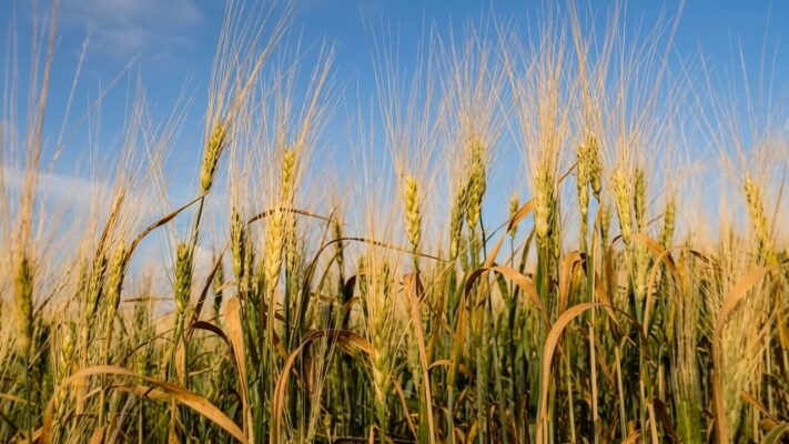 Siyez Bulguru Nedir? Kastamonu’nun Tescilli Bulguru, Pilavı ve İhsangazi Ekşili Pilavı